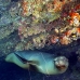 lion_sea_galapagos_cou_v_0241_ecu1349.jpg